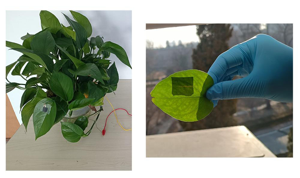 stretchy triboelectric nanogenerator applied to a houseplant