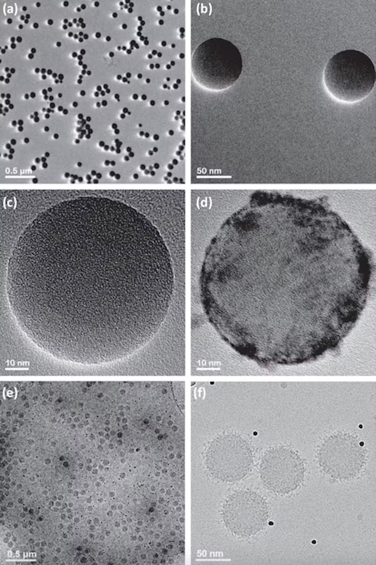 Cryo-electron microscopy images of protein coronas on nanoparticles