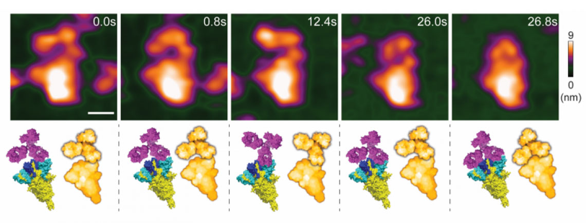 High-speed atomic force microscopy visualization of a spike-neutralizing antibody reacting with a spike protein