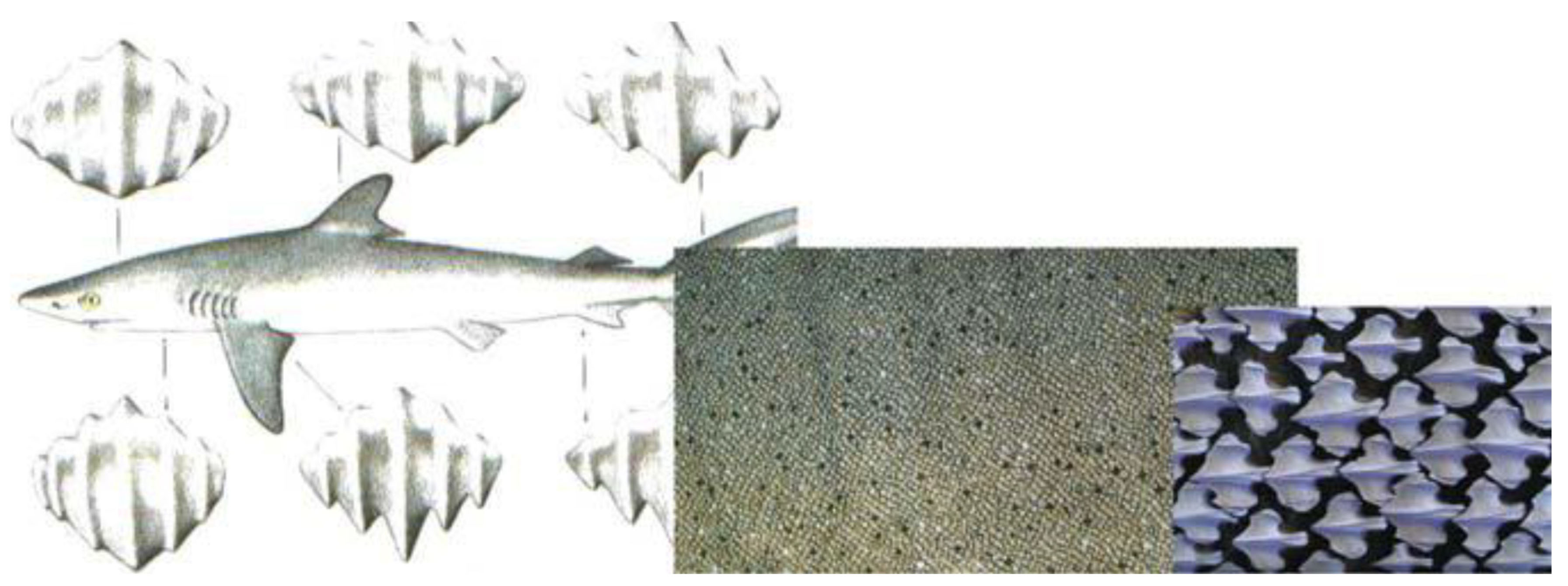 Diagram of shark scales