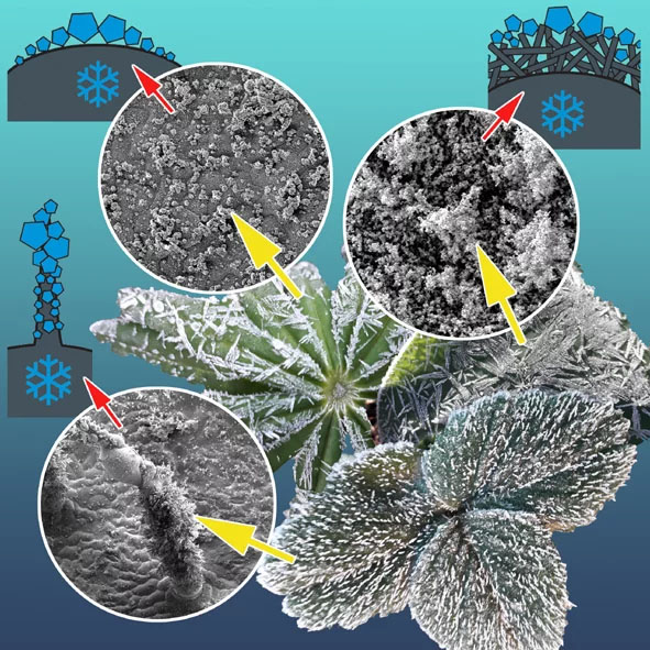The collage illustrate the different types of plant leaves and their protection against icing (clockwise, starting below left): Trichomes, a smooth surface, and a wax layer