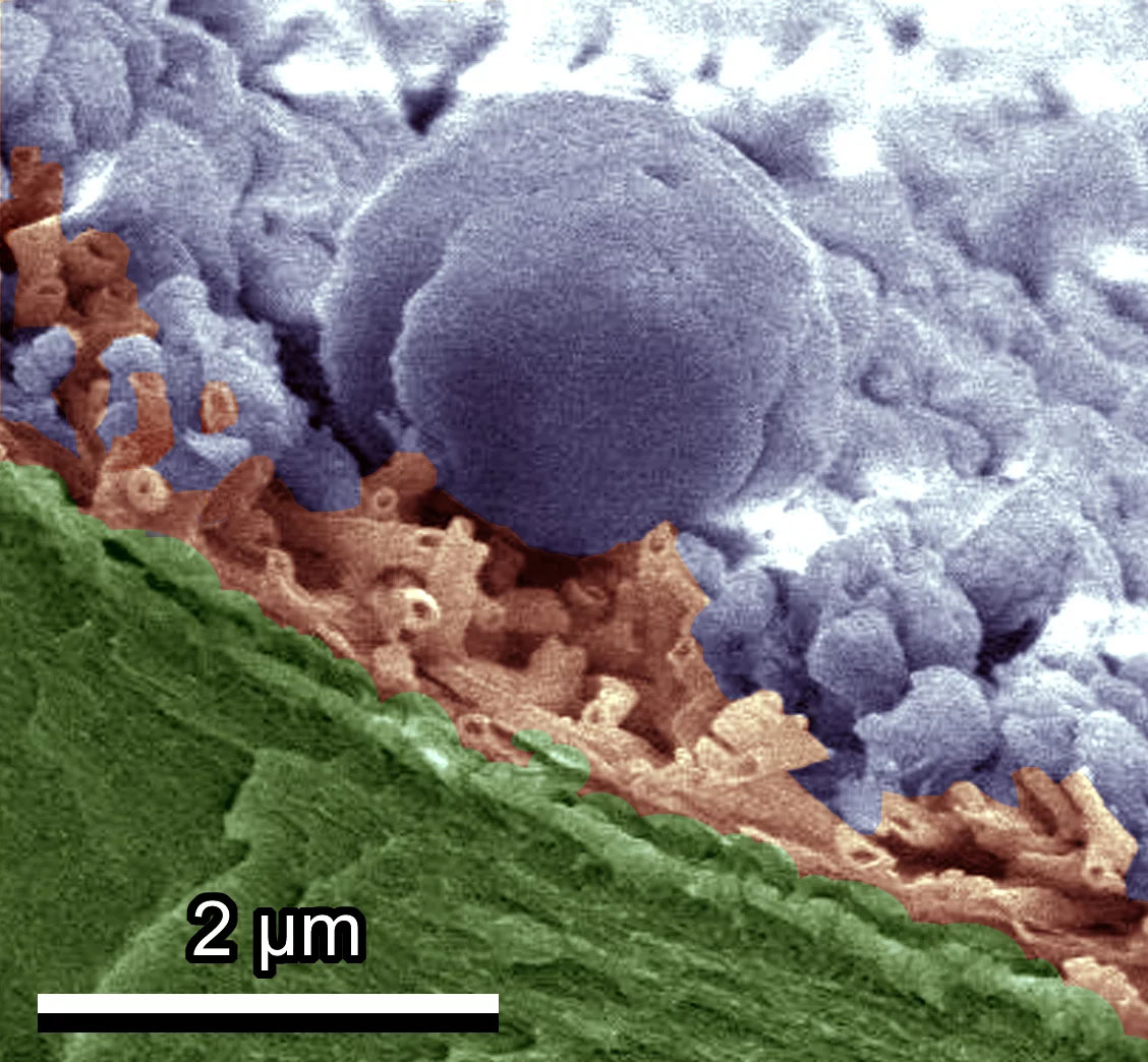 The coloured image from the cryo-scanning electron microscope shows the ice crystals (purple) that have formed on a tulip leaf. The waxy layer (brown) on the surface protects the leaf underneath (green)