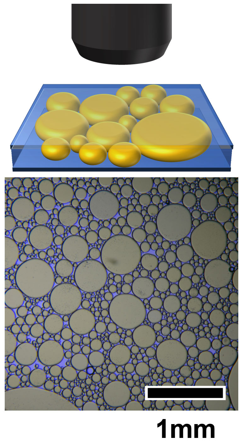 Schematic of the experimental setup and microscopic image of polydisperse oil droplets confined in two-dimensional space