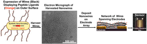 Nanowires become sensor