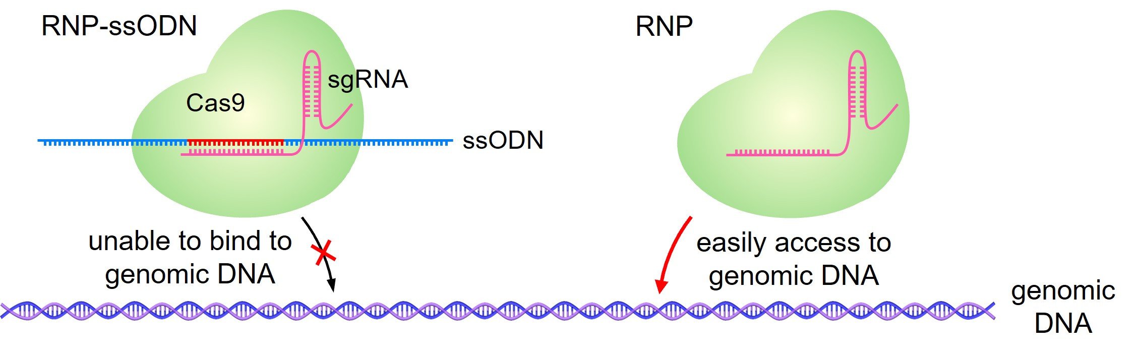 RNP-ssODN is designed to ensure the CRISPR-Cas9 molecule is encapsulated by the liquid nanoparticle