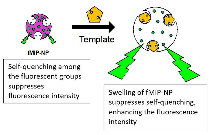 Schematic depicting increased fluorescence intensity due to the swelling of fMIP‐NPs upon specific target-interaction
