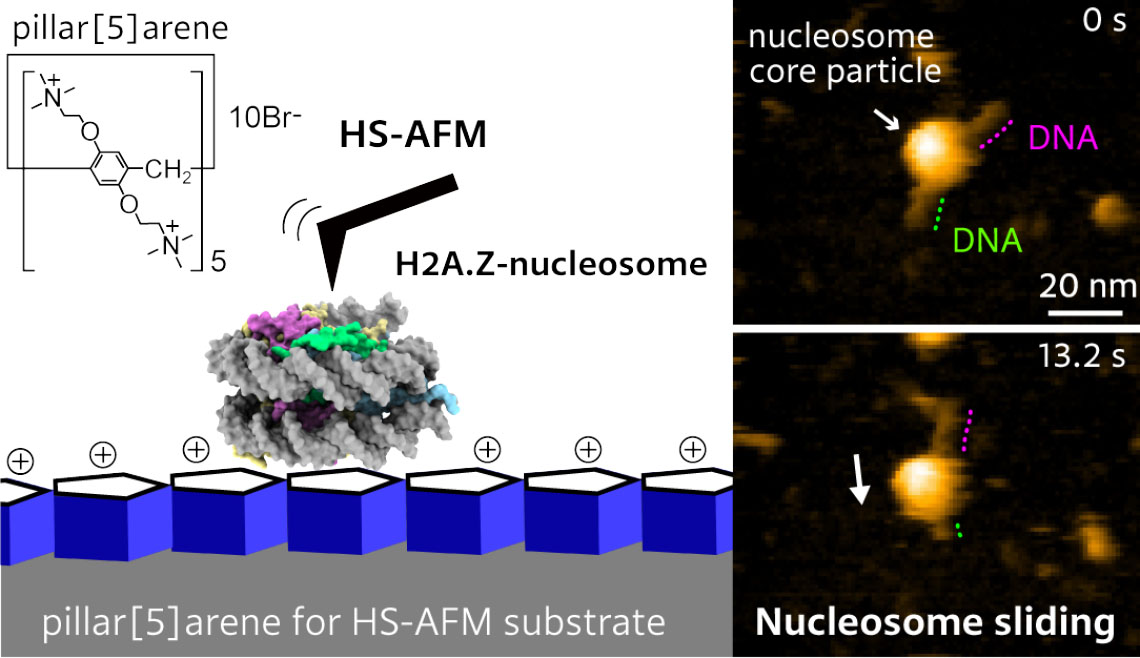 High-speed atomic force microscopy visualization of the sliding of a H2A.Z nucleosome along a DNA strand