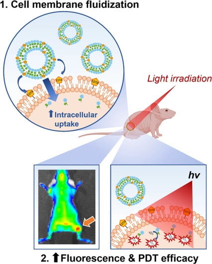Effective internalization of lipid nanoparticles for photodynamic cancer therapy