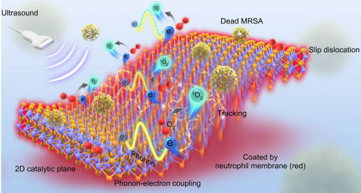 Illustration of neutrophil membrane nanosheets releasing reactive oxygen species and tracking MRSA bacteria