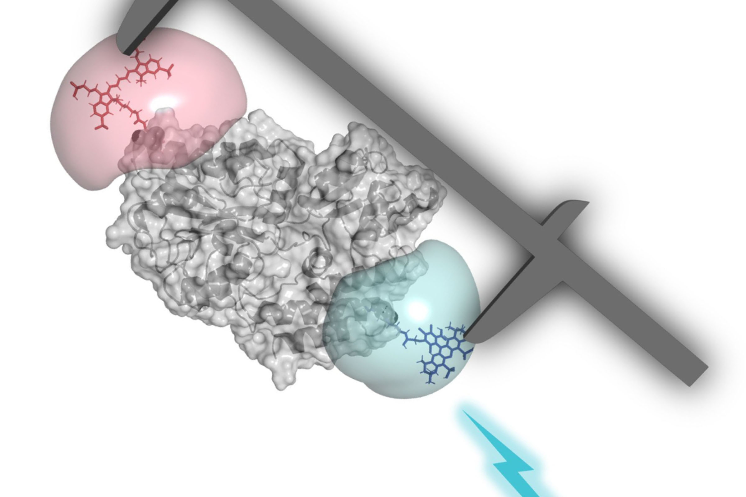 Visualization of the measurement of proteins with the FRET method