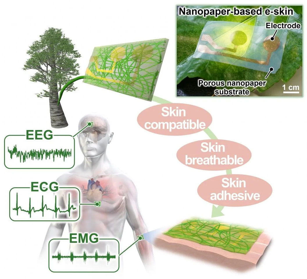 schematic of the nanopaper-based e-skin for harmonious on-skin monitoring of Electroencephalogram (EEG), electrocardiogram (ECG), and electromyogram (EMG)