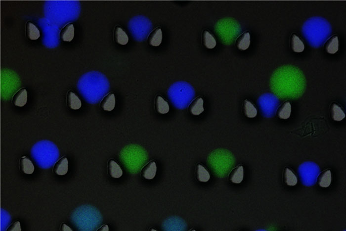 Microcapsules with fluorescent labels