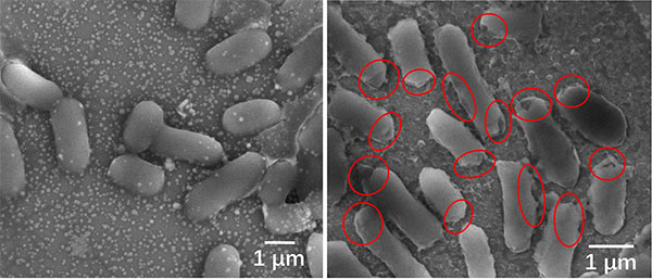 Microscopic images of E. coli before (left) and after disinfection