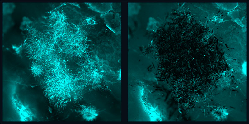 fluorescence image of fungal aggregates