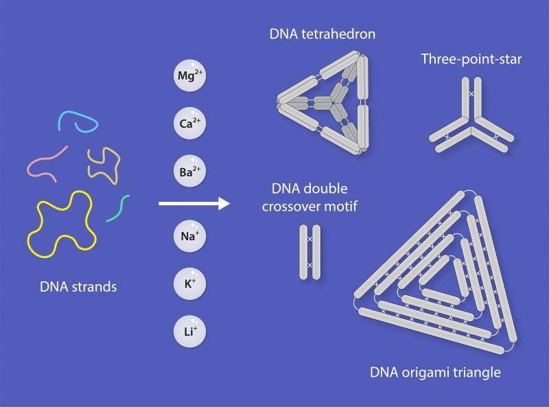 Figure of four DNA nanostructure types assembled using six different metal ions including calcium, barium, sodium, potassium, lithium and magnesium
