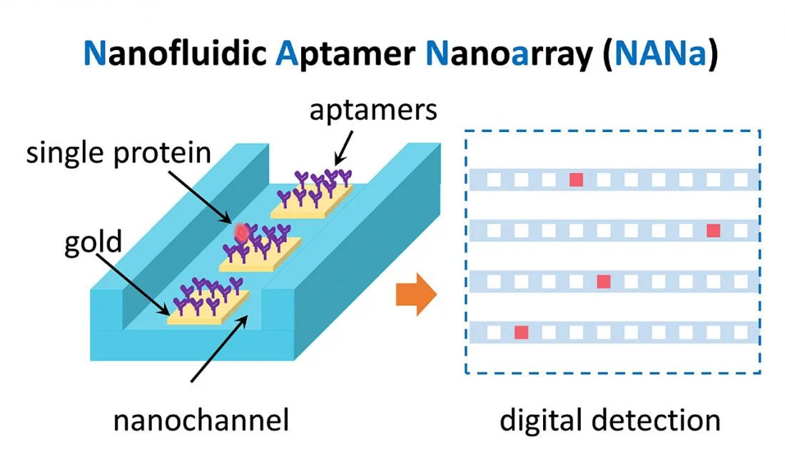 Schematic illustration of the NANa principle for stochastically capturing and digitally detecting single proteins