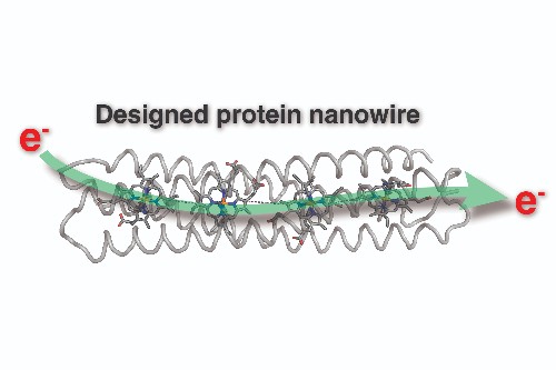 Image shows the design of a protein nanowire, with the green arrow indicating electron flow