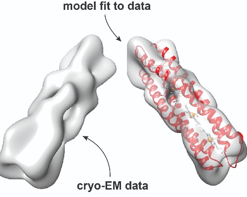 Image shows structural analysis of the protein-based wire, comparing the model of the designed protein (shown in red) with the experimentally determined structure (in grey)