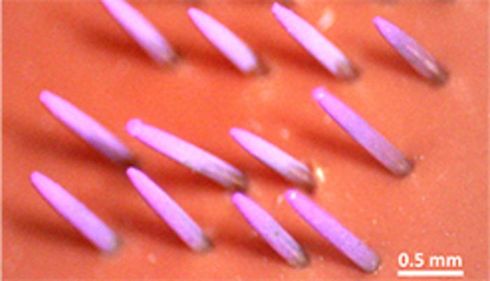 Dyed DNA vaccine coated on a microneedle array