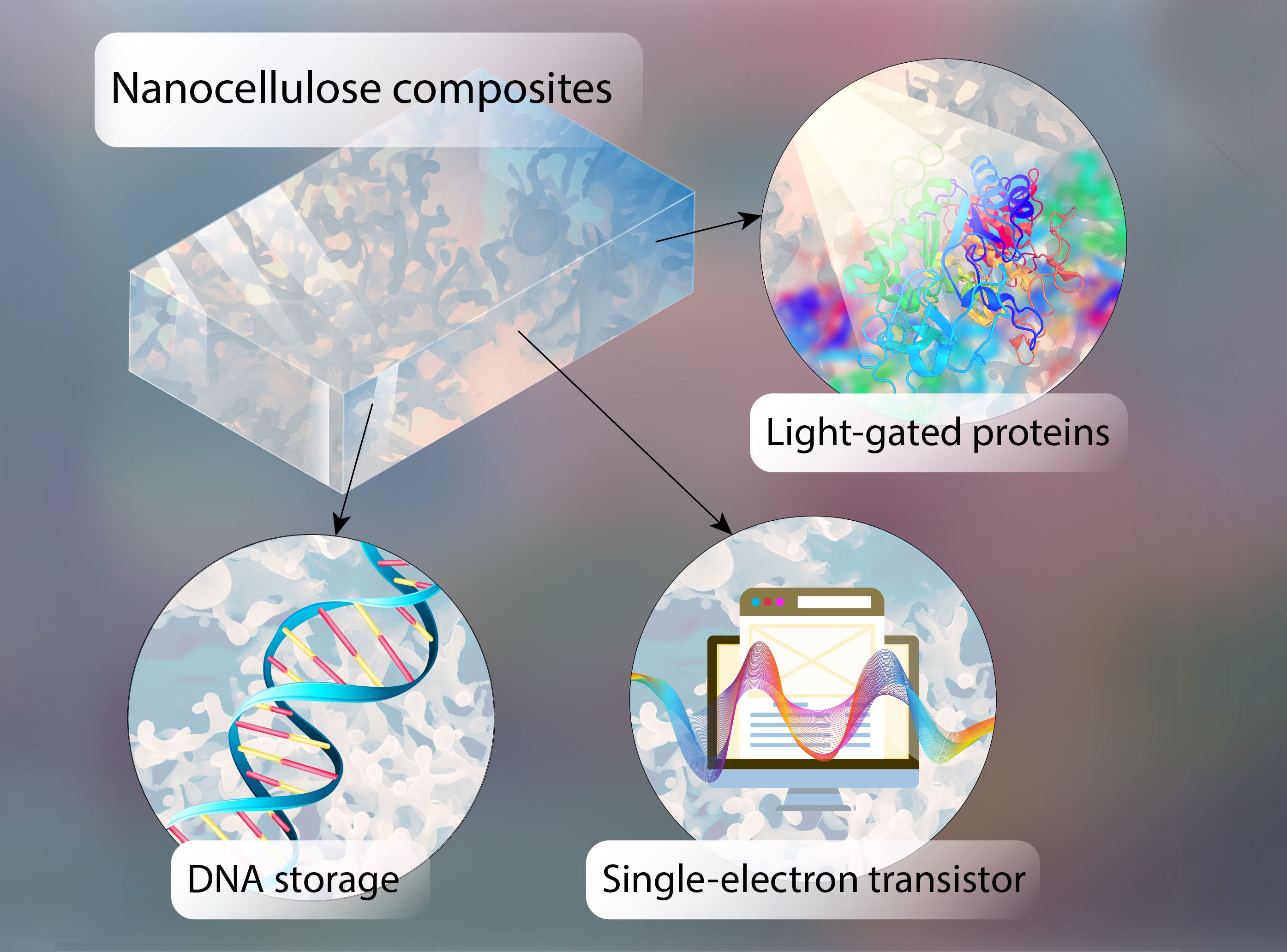 Information can be stored in the form of DNA on chips made of semiconducting nanocellulose