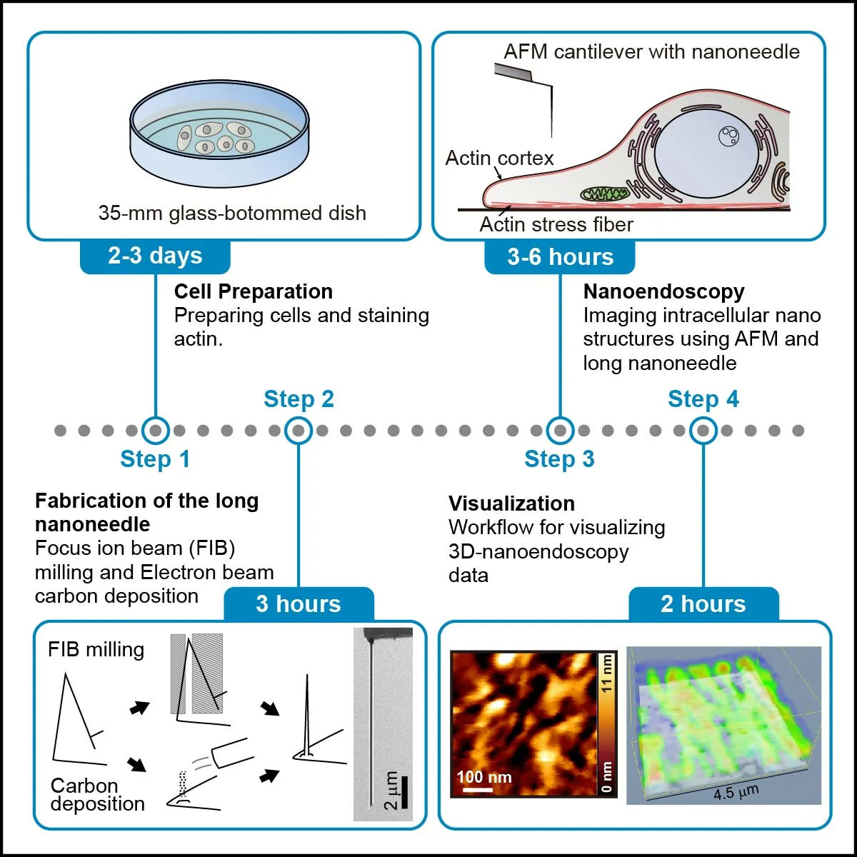 Overview of the method for observing actin fibers in living cells using nanoendoscopy-AFM