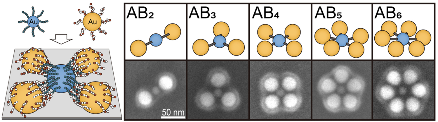 Gold nanoparticles react with the help of customised polymers to form precisely ordered plasmonic molecules