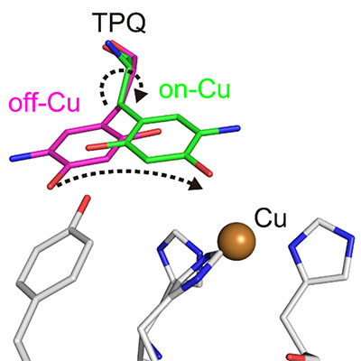 Conformational change of cofactor TPQ during the catalysis