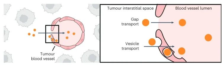 Schematic of nanoparticle exit via the intratumoural lymphatic vessels