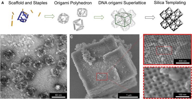 A microscopic peek of how DNA strands form shapes that are built into larger lattice structures that are coated in silica