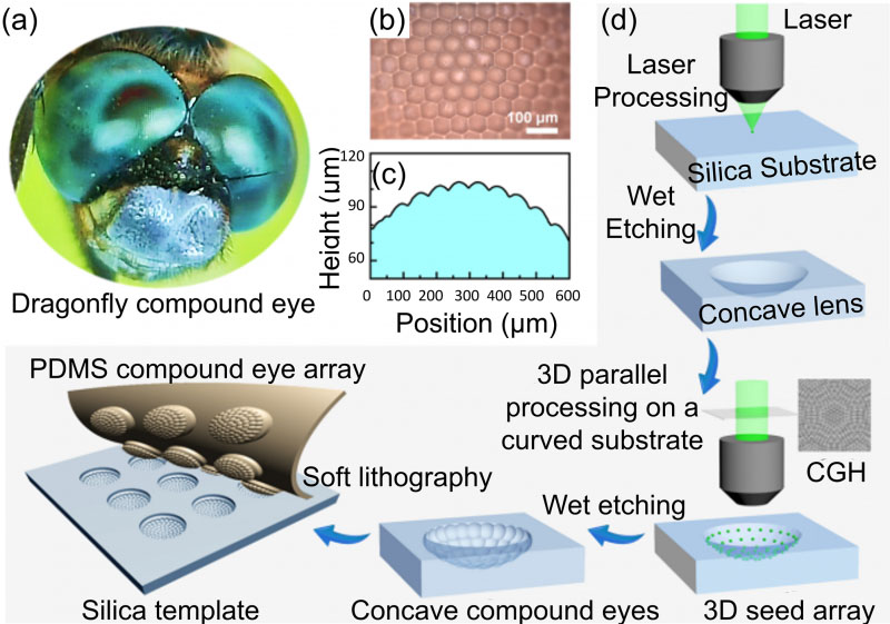 Schematic illustration of the fabrication of 3D artificial compound μ-eyes