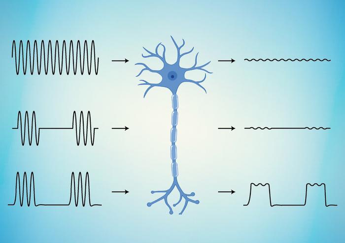Schematic of neural response for linear magnetic-to-electric conversion (top two conversions) versus nonlinear