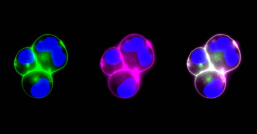 Live cell fluorescent visualization of biological molecules binding to the surface of genetically modified cell membranes, which serve as the coating for the modular nanoparticles