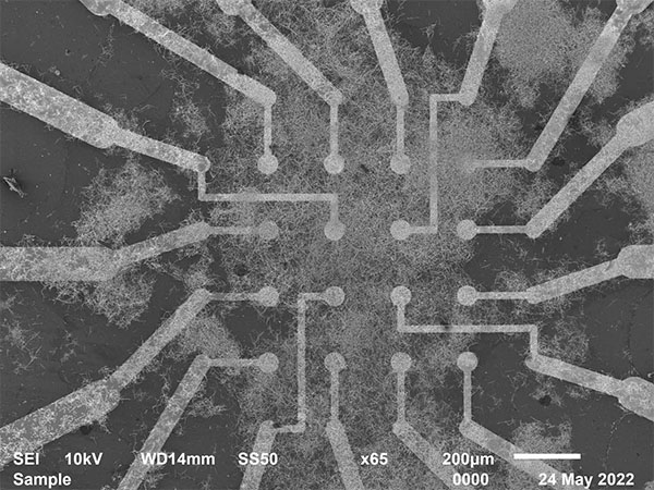Electrodes interact with the nanowire neural network at the heart of the chip