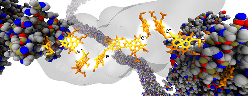 A rendering of a protein nanowire (yellow) cutting through a protein blob (gray) with electron carriers (orange) traveling along it