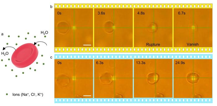 Optical tweezers