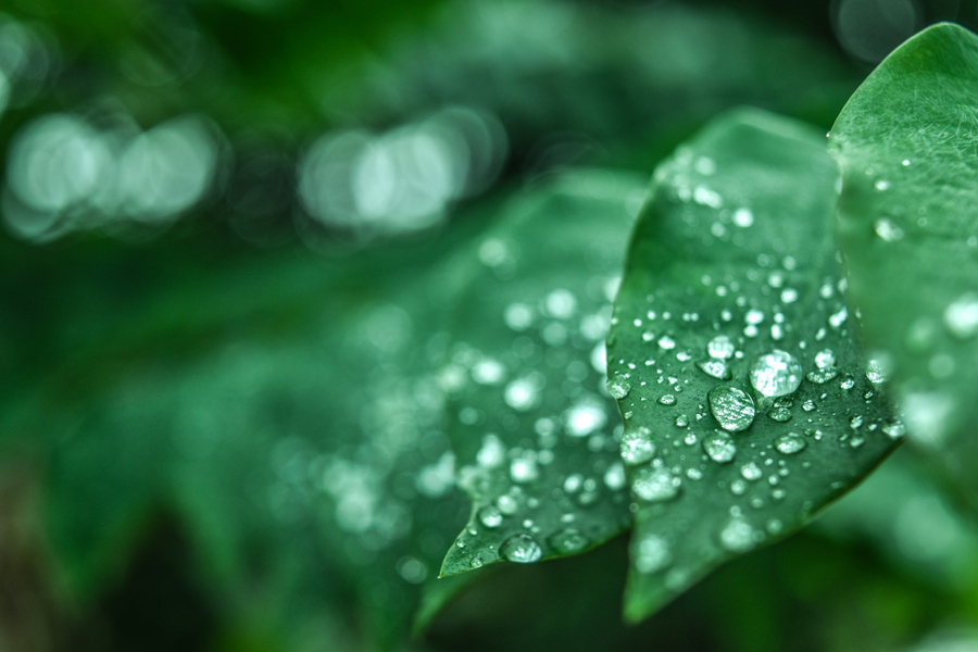 water drops on green leaves
