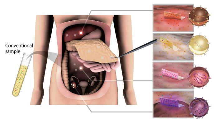 using cellulose nanofiber (CNF) sheets to capture extracellular vesicles