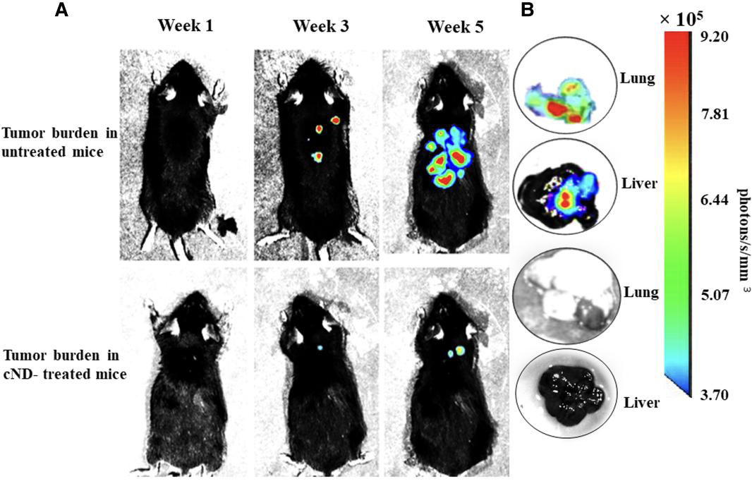 Effect of treatment with cNDs on the growth and metastasis of B16F10-Luc2 tumor in mice