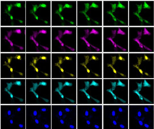 A sequence of images showing cells in transition