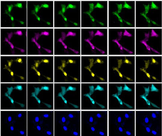 A sequence of images showing cells in transition