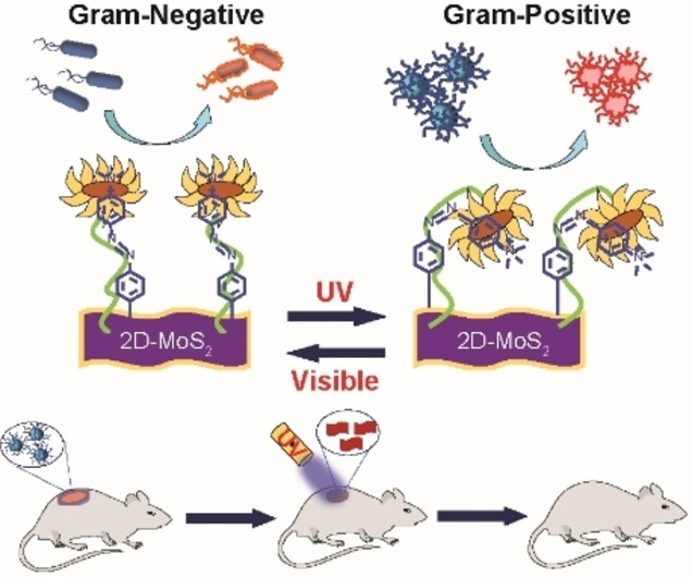 Nanomaterial with 'Light Switch' Kills Gram-negative or Gram-positive Bacteria