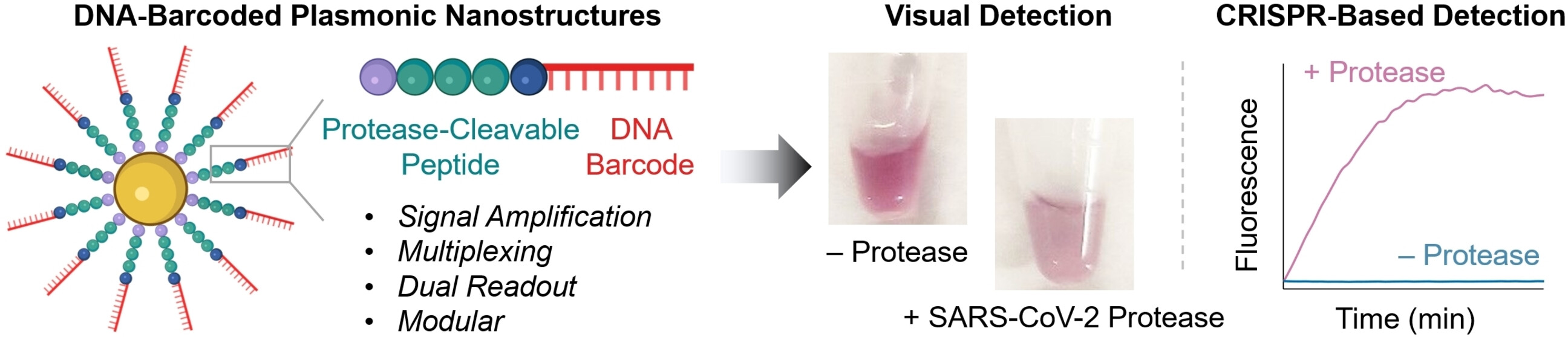 Nanoestructuras plasmónicas codificadas por ADN para la detección de proteasas basada en actividad