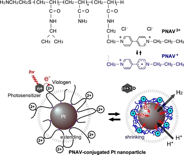 Photoinduced hydrogen generation system employing poly(NIPAAm-co-AAm-co-Viologen)