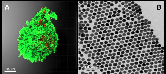 3D fibroblast culture with gold nanoparticles