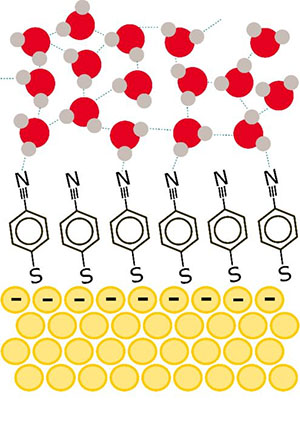 Schematic figure representing the organic molecules adsorbed on a gold surface and water molecules near the gold electrode