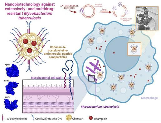 Nanoparticles with antibacterial action shorten duration of tuberculosis treatment