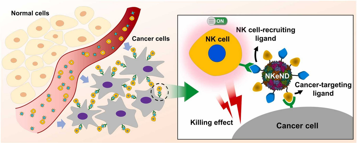 Schematic image of NK cell-engaging nanodrones