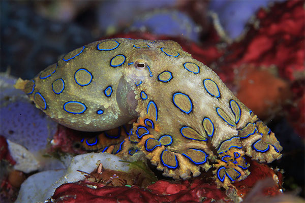 The greater blue-ringed octopus