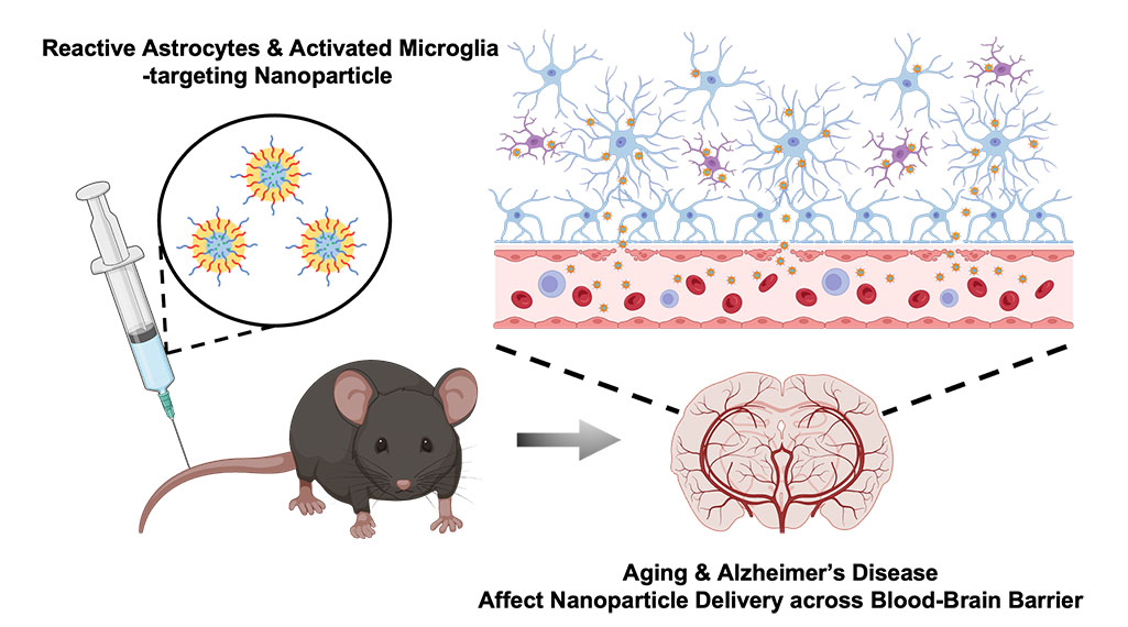 Nanoparticle transport across the blood brain barrier