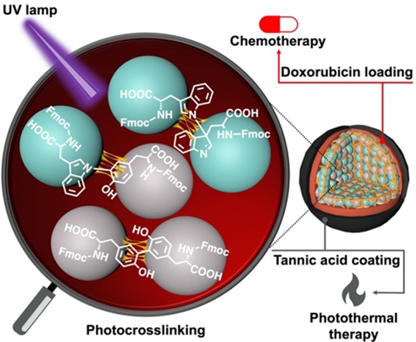 amino acid-based nanoparticles loaded with doxorubicin and coated with tannic acid complex for a dual-action mechanism